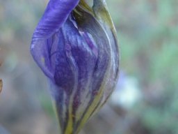 Sparaxis roxburghii too shy to open